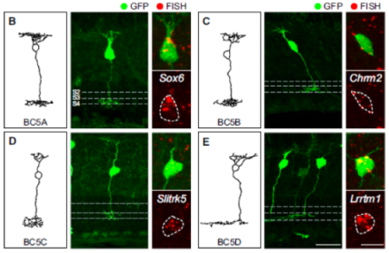 Four bipolar cell types [B) BC5A, C) BC5B, D) Bc5C, and E) BC5D] and their respective markers/transcription factors (Sox6, Chrm2, Slitrk5, and Lrrtm1). Representative drawings based on electron microscope reconstructions are shown. Insets show localization of fluorescent in situ hybridization (FISH) with green fluorescent protein (GFP) positive cell bodies. Dashed gray lines denote the division between layers of the inner plexiform layer of the retina.