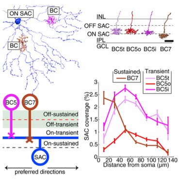 Careful reconstruction of On bipolar cells and starburst amacrine cells reveals a spatiotemporal wiring pattern similar to the Off BC-SAC circuit in retinal computation of direction, with sustained BCs preferring connections to SAC dendrites closer to the SAC cell body than transient BCs.