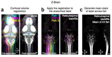 Confocal stacks from several zebrafish (a, left) are registered onto a single template (a, right) called the Z-Brain. Different dye labels are used to identify specific neural structures (b), which are averaged across many fish to create representative maps of those structures (c). DOI:10.1038/NMETH.3581