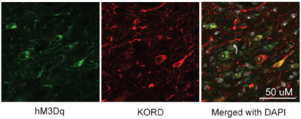 Expression of the original DREADD (hM3Dq, green) and DREADD 2.0, (KORD, red) on different receptors in the same neuronal population will allow scientists to manipulate cellular activity bi-directionally.