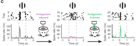 Figure 2. LiGABAR control of in vivo visual responses in the cerebral cortex of mice. A visual stimulus (black and white grating) turned on at time 0 s produces neural activity that peaks sharply (left) due to inhibitory synaptic transmission that kicks in just after the initial excitatory response induced by the stimulus onset. 