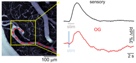 The left image shows the position of a diving arteriole that was imaged over the mouse somatosensory cortex. The right image shows the response in this particular arteriole to stimulation of the forepaw (black traces) and a similar response profile when the inhibitory neurons were stimulated optogenetically (red trace).