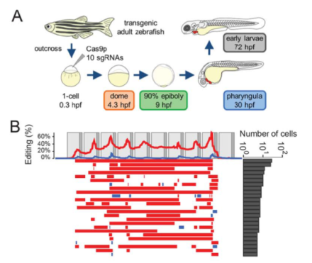 Model for generating combinatorial barcode diversity in transgenic zebrafish to track cell lineage.