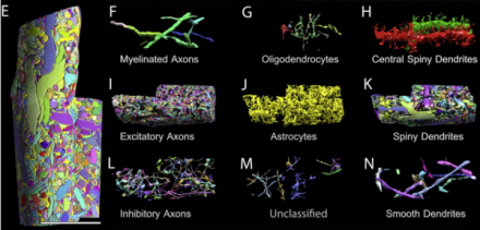 From Figure 3: Panel E is an image of the saturated, reconstructed volume of mouse somatosensory neocortex. Panels F-N are images of various cellular objects from within the reconstructed volume. Researchers quantified these objects and measured their relationship to one another throughout the entire volume of cortex. (Image used with permission of J.W. Lichtman.)