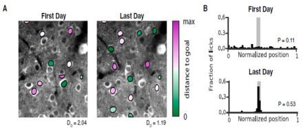 Deep CA1 pyramidal cell activity during a goal-orienting learning task.