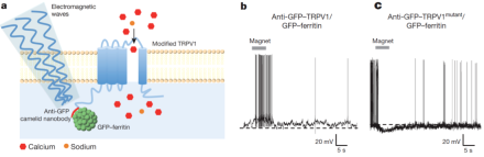 Electromagnetic (EM) waves can be used to manipulate the TRPV1 ion channel to modulate neural activity. A) Schematic of “radiogenetics” system showing EM waves tugging on nanoparticles attached to a modified TRPV1 channel to induce the channel to open, permitting the flow of ions. 