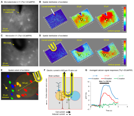 The figure above compares the spread of excitation due to stimulation from a standard microelectrode (panels A and B) or a microcoil (panels C and D) in a cortical slice from a transgenic mouse. Neurons express a calcium indicator that exhibits increased fluorescence with increased spiking activity. Panels E and F depict how the asymmetric distribution of excitation from the microcoil allows for more targeted stimulation of neurons parallel to the coil, with actual calcium signals plotted in panel G.