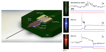 The left image shows a schematic of the newly designed optoelectrode, displaying the placement of the injection laser diodes (IDLs) and gradient-index (GRIN) lenses, along with the neural probes. The right image shows the effect of modulating hippocampal CA1 pyramidal cells with either a blue (middle) or red (bottom) light from the same optoelectrode. The activity patterns show clearly distinct responses to both forms of light.