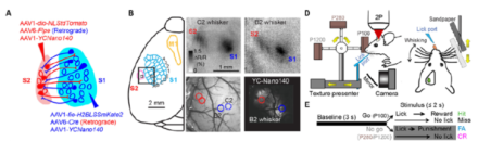 Mice use their whiskers to discriminate fine tactile features.
