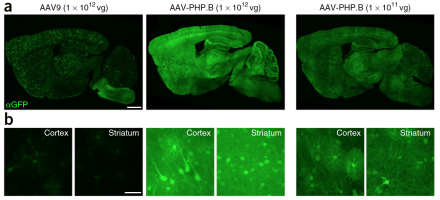 Genetic manipulation of the gene-delivery virus AAV9 resulted in the creation of AAV-PhP.B, which is 40 times more effective than AAV9 at transferring genes throughout the entire brain.