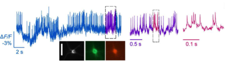 New genetically encoded voltage indicator (GEVI) has sub-millisecond resolution, allowing it to pick out individual spikes as well as fast spike trains. DOI: 10.1126/science.aab0810.