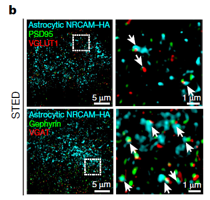 Figure 2. Astrocytic NRCAM and neural synapses.