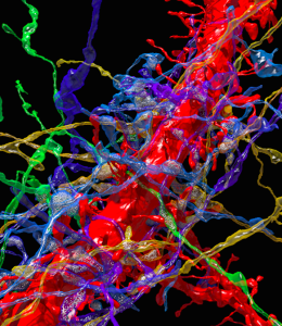 For more stunning images from mouse neocortex, visit this Huffington Post article. external link (Image use with permission of J.W. Lichtman.)