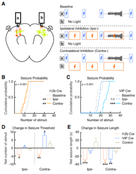 Panel A (left) depicts optogenetic induction of seizure activity (blue light from “a”) and optogenetic inhibition (red light from “a” and “b”) of a specific interneuron population (green) ipsilateral or contralateral to the seizure induction site. Bilateral head screws allow for simultaneous EEG recording. Panel A (right) outlines experimental paradigms to establish baseline seizure activity (top), optogenetic inhibition of ipsilateral interneurons (middle), or optogenetic inhibition of contralateral intern