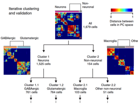 Cells in the primary visual cortex of mice were clustered using an algorithm called principal components (PC) analysis. This algorithm separates the cells based on differences in each cell’s RNA sequences. The analysis classified the cells into four main categories (GABAergic, glutamatergic, macroglia, and other non-neuronal). These categories were then sub divided into a total of 49 unique cell types. DOI: 10.1038/nn.4216.