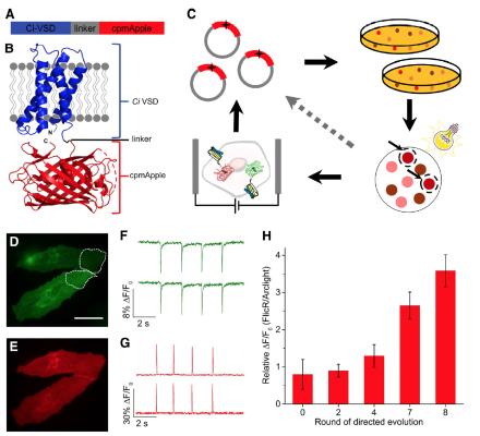 The directed evolution of a new fast and bright red fluorescent proetin voltage indicator called FlicR1. A, B) FlicR1 is a chimera of the red fluorescent protein cpmApple and the voltage-sensing domain from phosphatse found in the sea squirt Cionas intestinalis. C) Colonies of E. coli bacteria, expressing variants of FlicR1, were exposed to yellow light. Colonies with bright red fluorescence were picked and screened for voltage sensitivity in mammalian cells. 