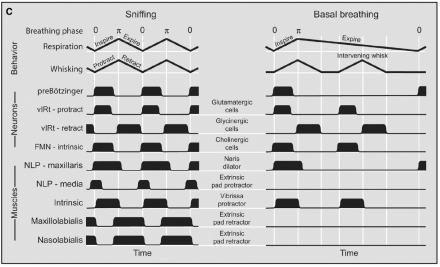 Time ordered patterns of behavior, neuronal activation, and muscular activation for sniffing and whisking (left) and basal breathing (right) in the rat.