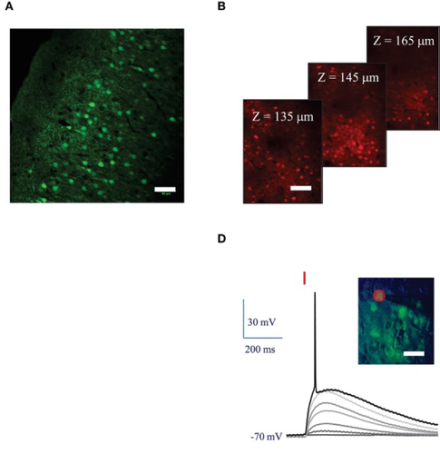 A) Expression of ReaChR opsin in mouse brain slice 2 weeks after viral injection. B) 2-photon microscopy of ReaChR in mouse visual cortex, 7-weeks after viral injection. D) Action potential evoked by 15-micrometer diameter 2-photon holographic stimulation (10 ms) of ReaChR expressing mouse cortical neuron.