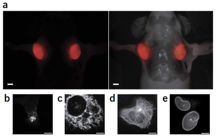 Images of smURFP expressed in vivo in the mouse. In panel a, smURFP is seen in red in two tumor xenographs, with fluorescence only on the left and fluorescence overlayed with the mouse body on the right. Panels b-e show fusions of smURFP with different target proteins and their expression in human prostate cancer (PC3) cells: b) Golgi complex, c) mitochondria, d) microtubules, and e) the nuclear envelope.