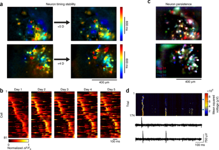 A) Images of song-related premotor nucleus neuronal activity, false-colored by the timing of max pixel intensity across 5 days for one songbird (top) and 4 days for a second songbird (bottom). B) Trial-averaged activity from all song-related neurons from 1 songbird, plotted over the course of five consecutive days. C) For the same animals shown in A), cells active on 3 consecutive days are combined into a single image in which color indicates neuron participation rather than timing (red = day 1, green = day