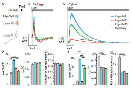 Mapping voltage and calcium responses in four different regions of the same neuron, Tm3 (A). Inconsistent with similar amplitudes of the voltage signals measured in each region (B and D), calcium signals in the cell body and layer M5 were much smaller than those in layers M1 and M10 (C and E).