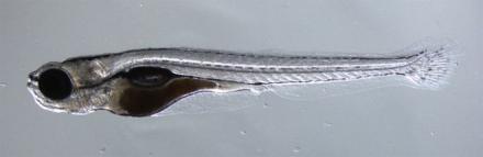 Larval zebrafish with translucent skin. Credit: Shawn Burgess, NHGRI