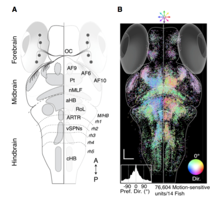 A) A dorsal view of the anatomy of the zebrafish larva. The labels represent the major anatomical regions of the zebrafish brain. B) The activity of all the imaged neurons in relation to the direction of the motion stimulus. The colors represent the preferred direction of each of the cells, as described by the circle in the bottom right.