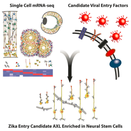 Single cell RNA-seq and immunohistochemistry of cells throughout development identified Zika virus envelope receptor AXL as highly expressed in subtypes of neural stem cells, creating a vulnerable cell population for viral infection.