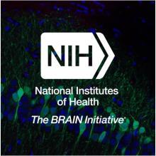 National Institutes of Health BRAIN Initiative logo overlaid on top of an image of cells in the mouse brain portrayed in blue and green. 