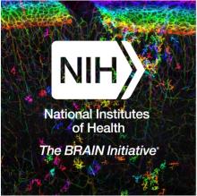 National Institutes of Health BRAIN Initiative logo overlaid on top of an image of a colorful (red, yellow, orange, blue green) network of developing microglia. 
