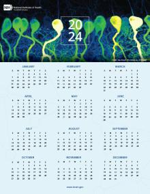 2024 BRAIN Initiative Calendar displaying all 12 months on a single page.
