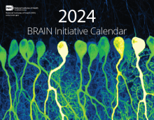 2024 BRAIN Initiative Calendar cover of a row of green fluorescent Purkinje neurons in the mouse cerebellum.