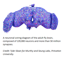 A multicolored Flywire connectome diagram of the adult fly brain