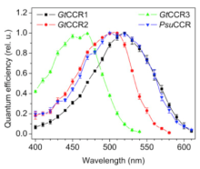 The four newly discovered cation channelrhodopsins, GtCCR1, GtCCR2, GtCCR3, PsuCCR, each have a distinct wavelength spectrum sensitivity, adding even more versatility to the optogenetics receptor toolkit.