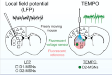 Graphical diagram comparing local field potential (LFP) voltage recording technique, which is unable to distinguish between interspersed neuronal subtypes, and TEMPO, which can selectively record transmembrane voltage dynamics from a single cell type (ex. dopamine receptor subtype 2 (D2) expressing medium spiny neurons.