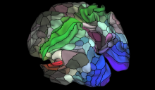 Map of 180 areas in the left and right hemispheres of the cerebral cortex. Credit: Matthew F. Glasser, David C. Van Essen, Washington University Medical School, Saint Louis, Missouri