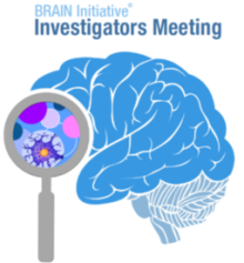 BRAIN Initiative investigators meeting brain graphic.
