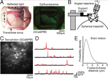 Chronic imaging of calcium levels in medial entorhinal cortical neurons in awake mice