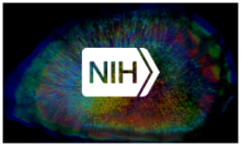 NIH logo