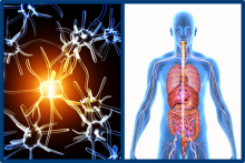 The left half of the image shows a schematic of a neuron lighting up. The right half of the image shows the organs of a human being from the waist up, superimposed on their body.